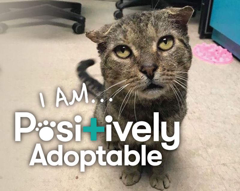 Introducing Our New Adoption Program: Positively Adoptable