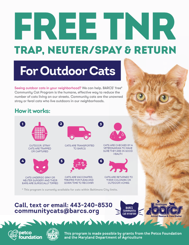 How to Help Animal Shelters? Streamers Support Dogs and Cats